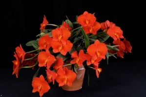 Cattleya coccinea Tokyo Crown CCM/AOS 83 pts.